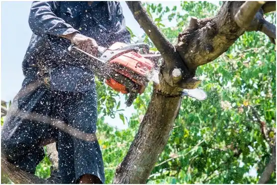 tree services Oregon City